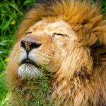 pekerja kebun fauna diterkam singa