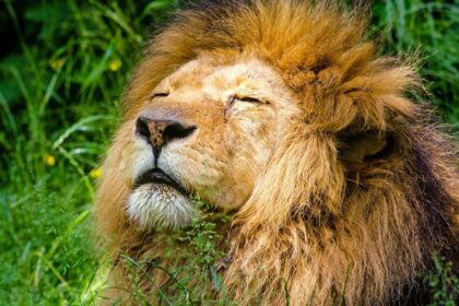 pekerja kebun fauna diterkam singa